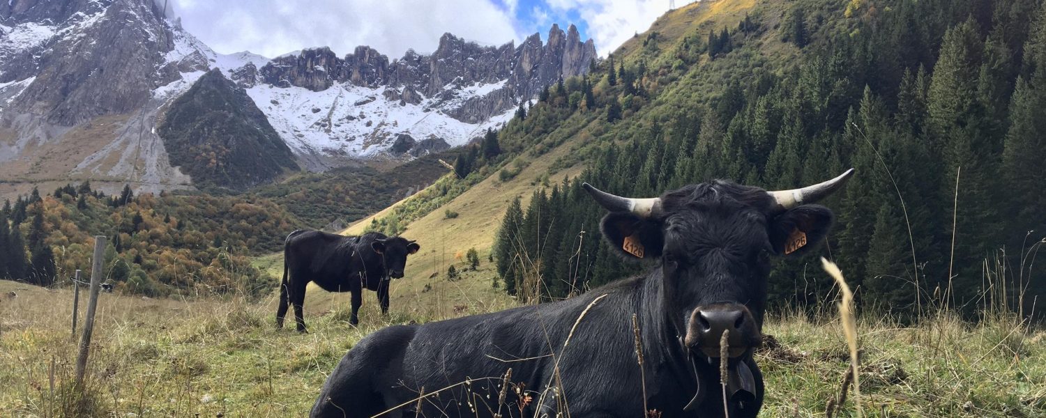 Pastoralisme et réserve naturelle Les Contamines Montjoie