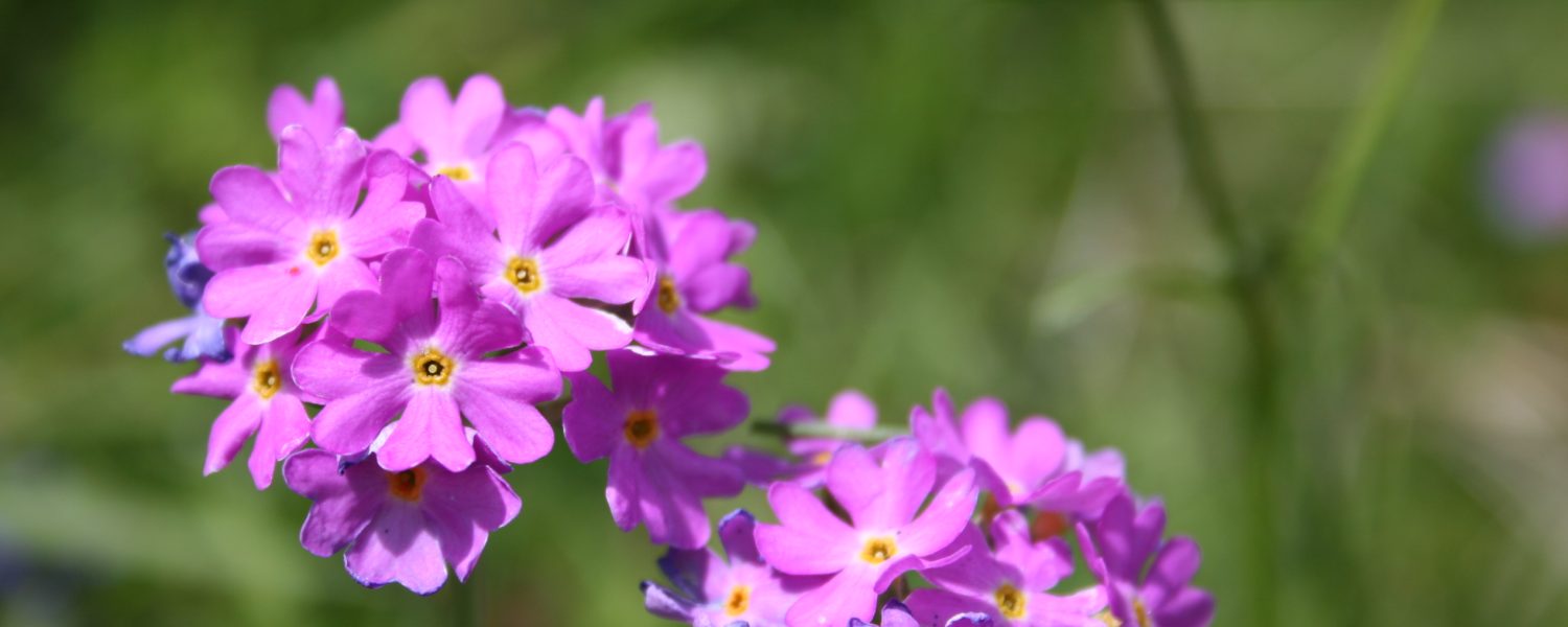 Journées perfectionnement en botanique Sallanches