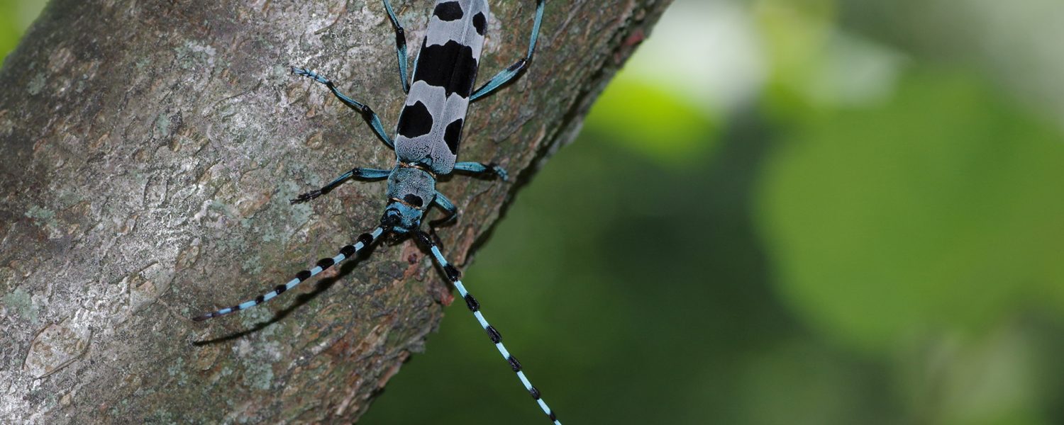 Stage d'initiation à l'entomologie Sallanches