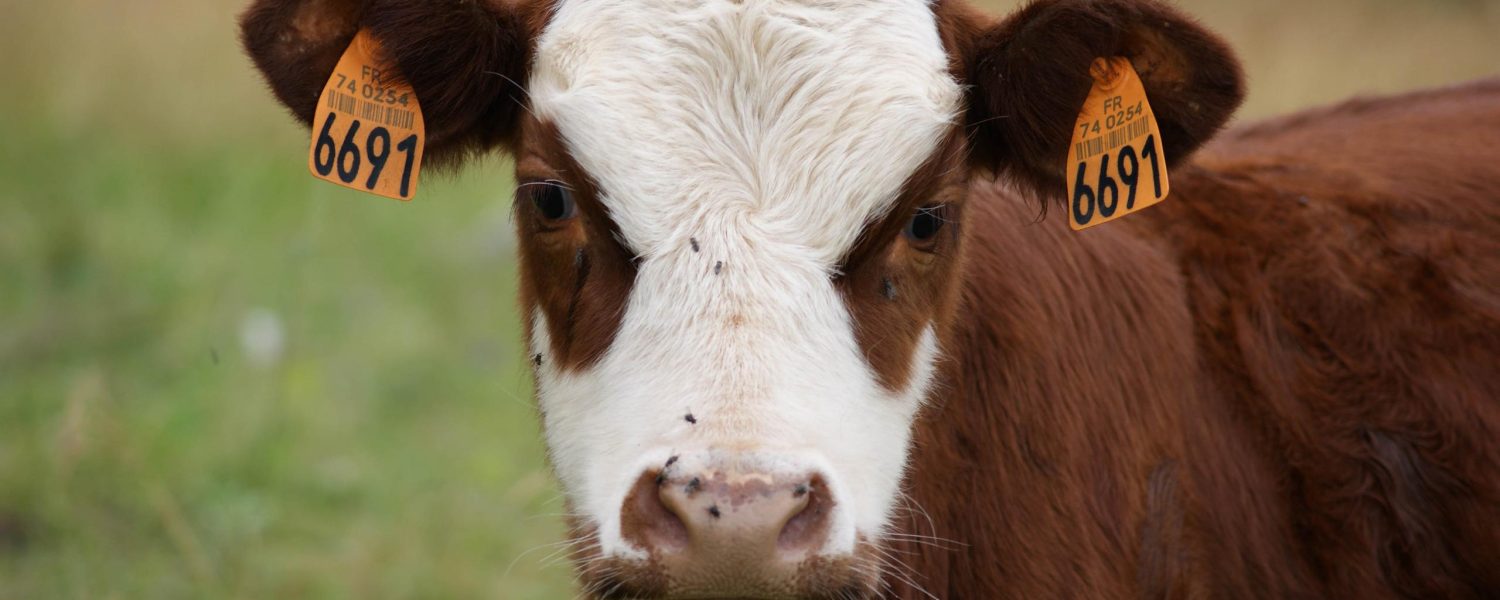 Des vaches & des Hommes Cordon