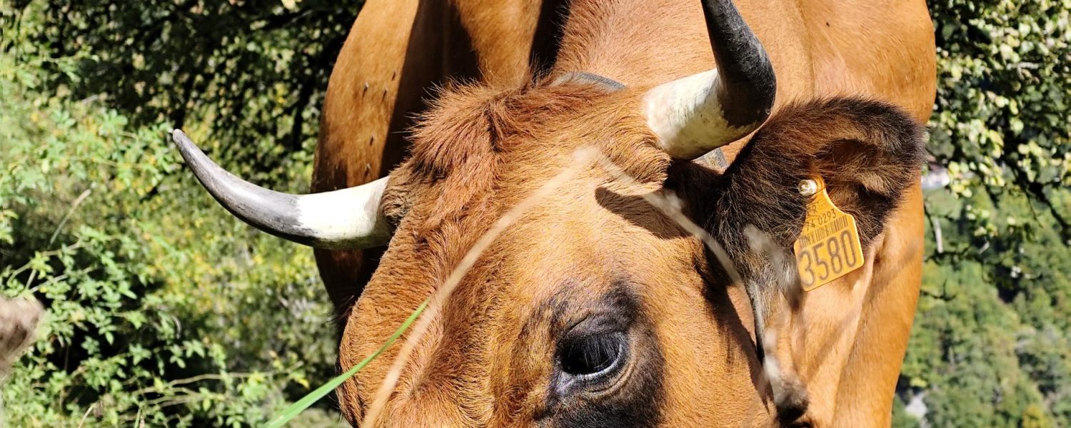 Visite à la ferme, traite des vaches et fabrication du fromage Cordon