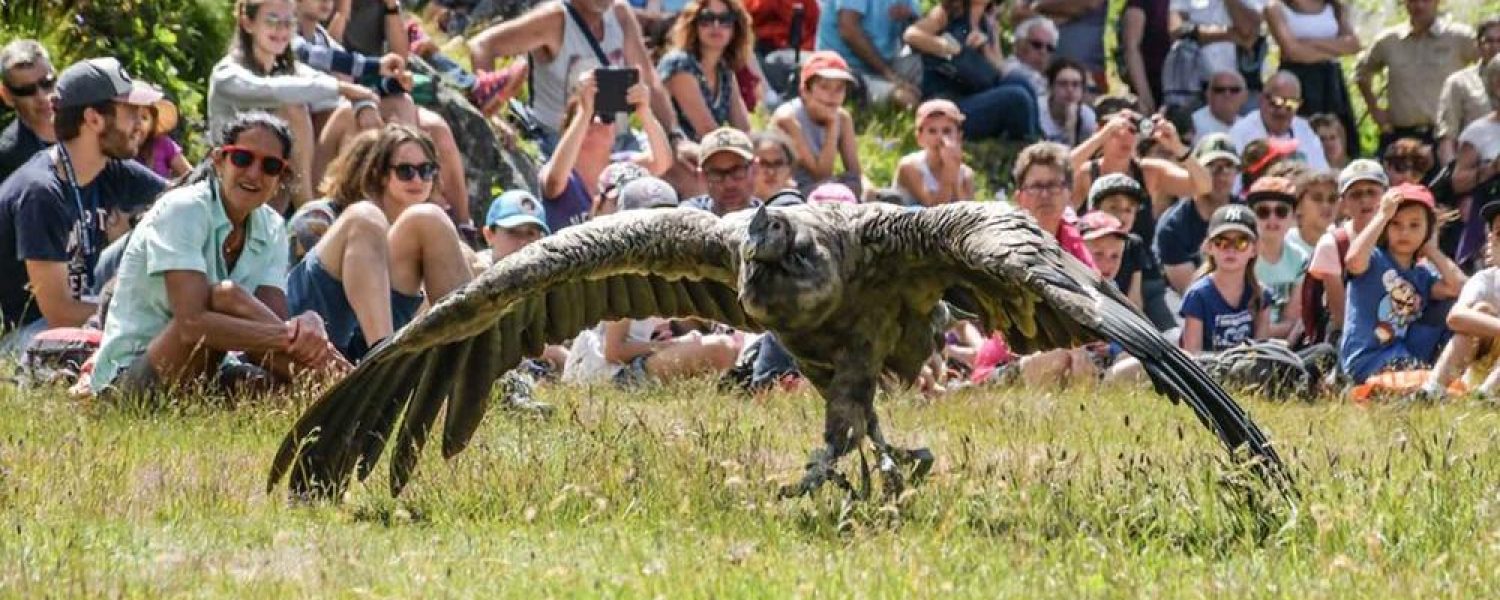 Spectacle "Les aigles du Léman" Les Houches