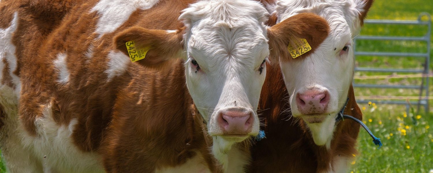 Visite privée de la ferme sur demande Passy
