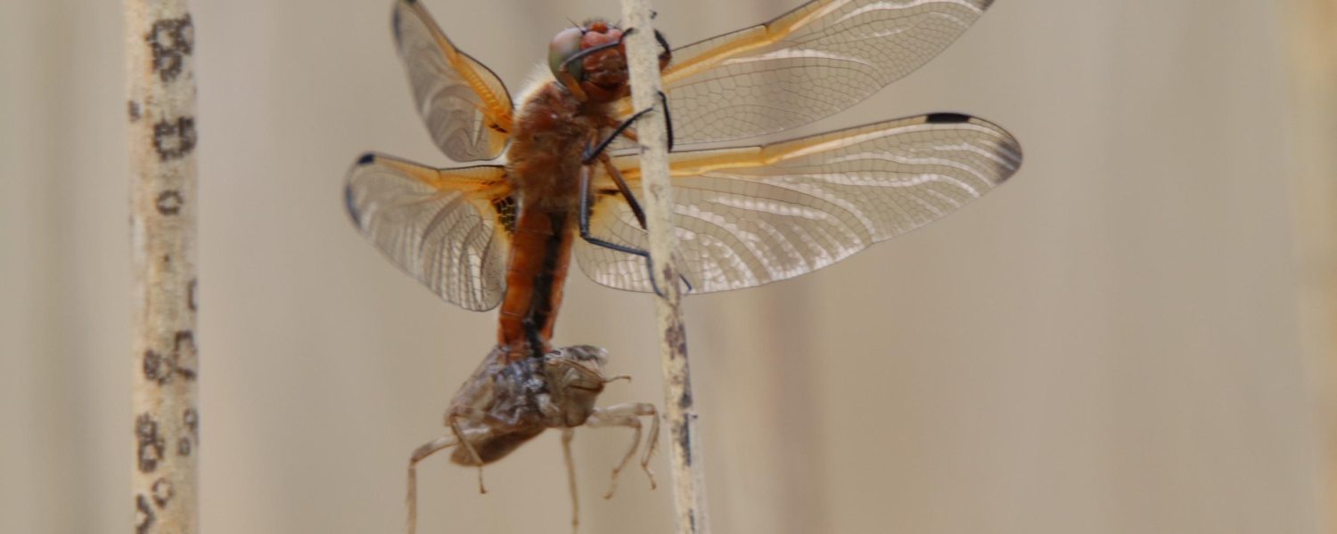 Animation nature : Pas si bêtes ces petites bêtes Passy