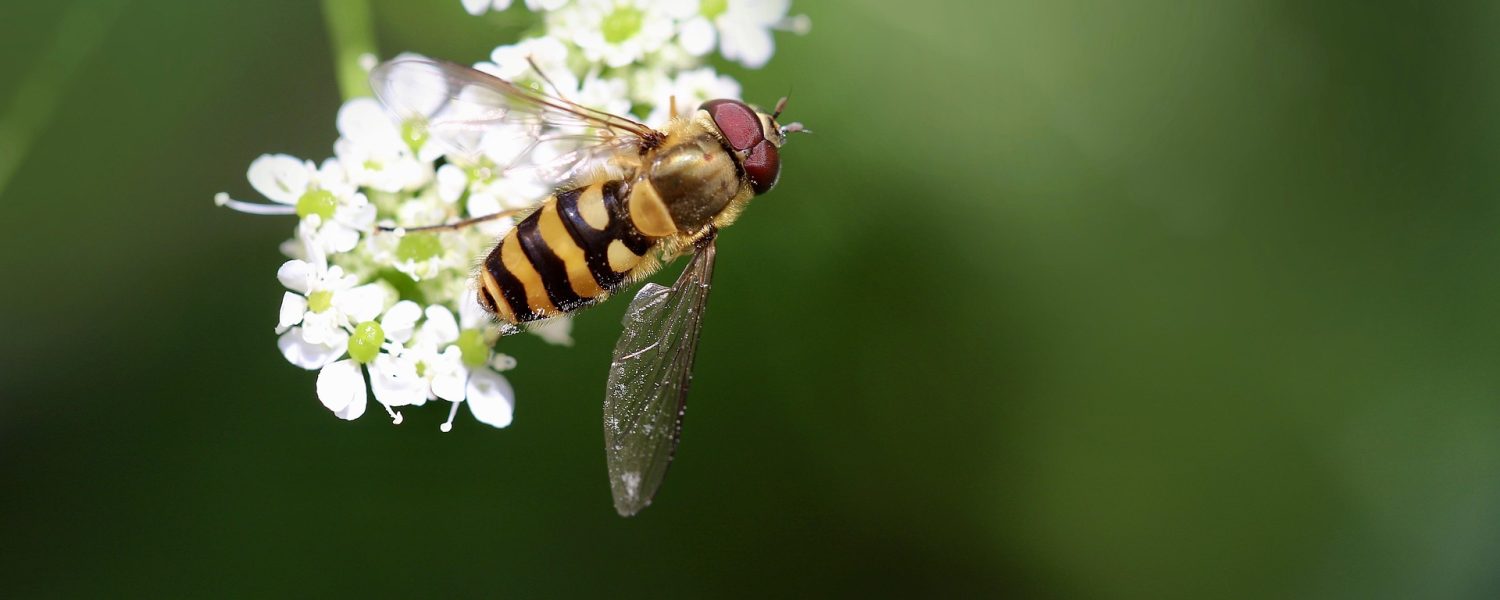 Des pollinisateurs au sommet Sallanches