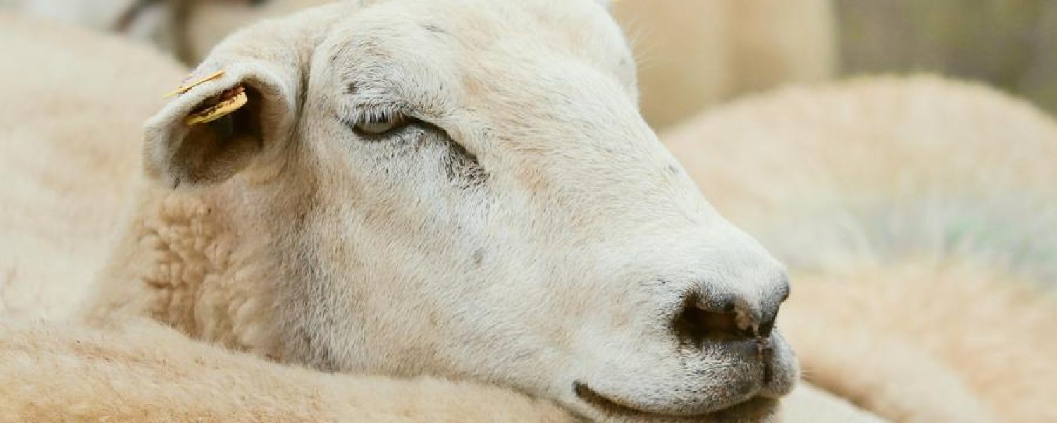 Visite privée de la ferme sur demande Passy