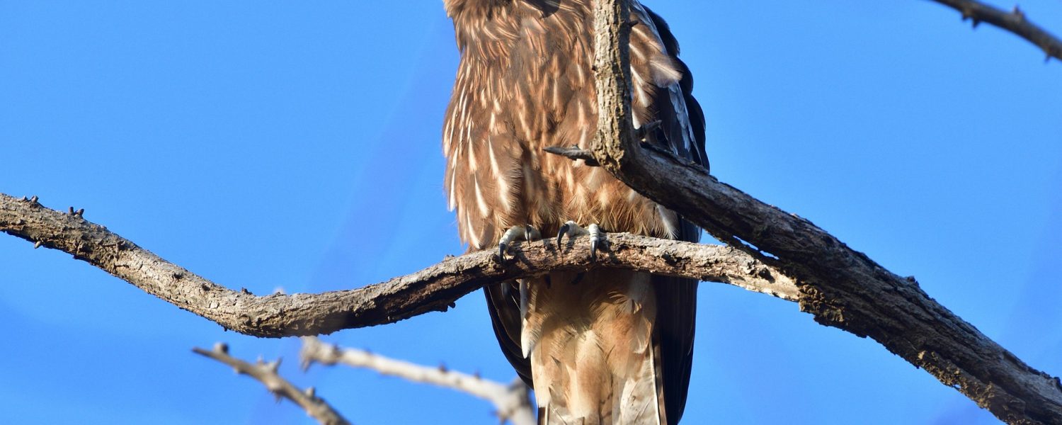 Rapaces, rois des airs