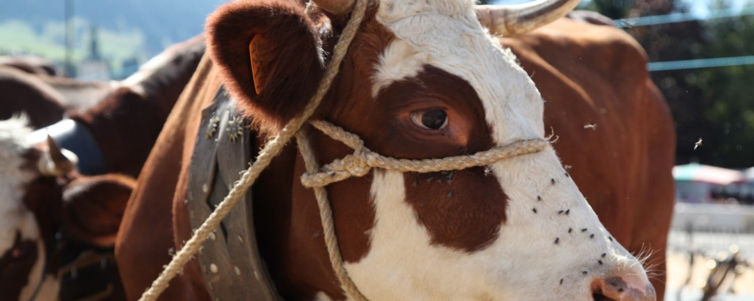 Concours agricole de la race Abondance Megève