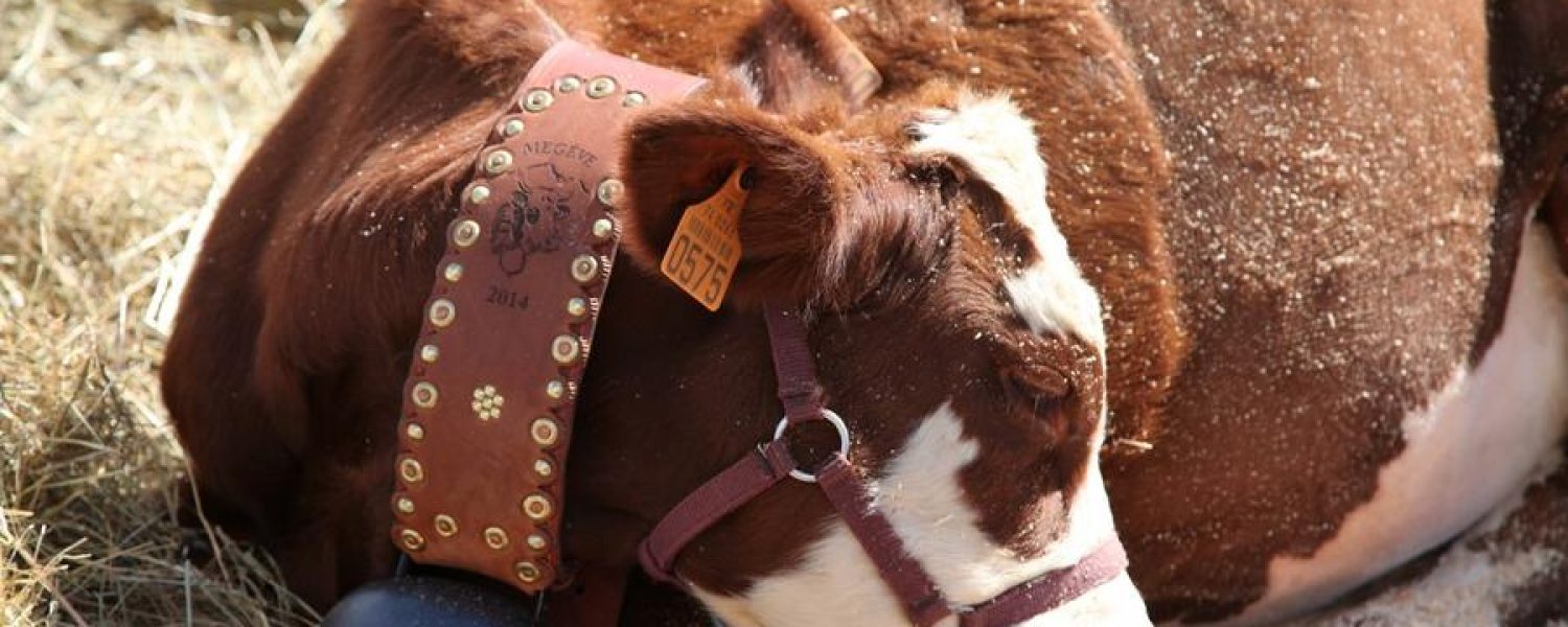Concours agricole de la race Abondance Megève